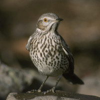 Sage Thrasher